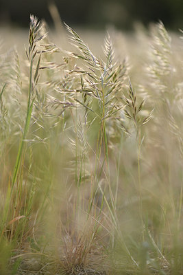 BUITEN BEELD Foto: 295016
