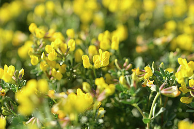 BUITEN BEELD Foto: 295035
