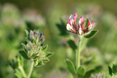 BUITEN BEELD Foto: 295065