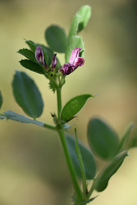 BUITEN BEELD Foto: 295086