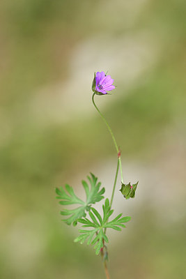 BUITEN BEELD Foto: 295090