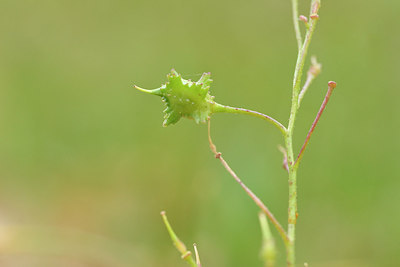 BUITEN BEELD Foto: 295096