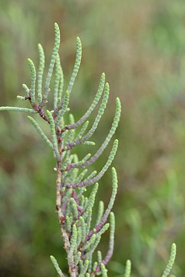 BUITEN BEELD Foto: 295098