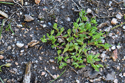 BUITEN BEELD Foto: 295116
