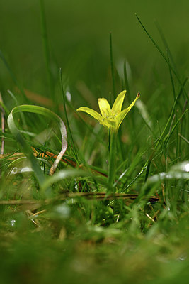 BUITEN BEELD Foto: 295132