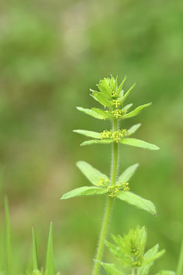 BUITEN BEELD Foto: 295140