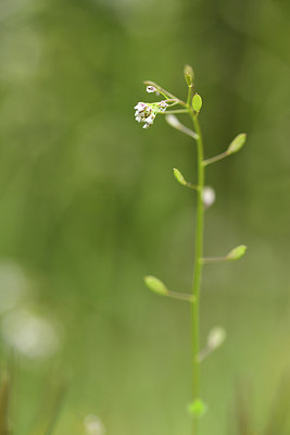 BUITEN BEELD Foto: 295160