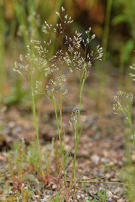 BUITEN BEELD Foto: 295183