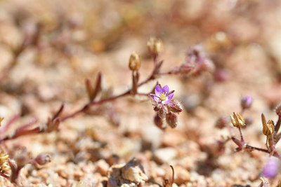 BUITEN BEELD Foto: 295186