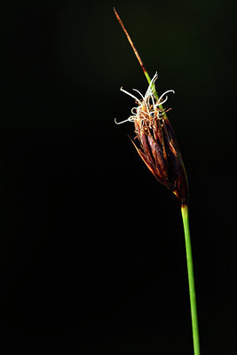 BUITEN BEELD Foto: 295208