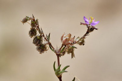 BUITEN BEELD Foto: 295228