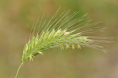 BUITEN BEELD Foto: 295237