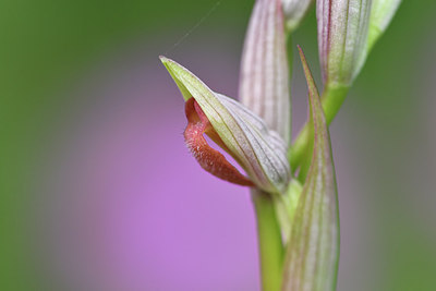 BUITEN BEELD Foto: 295253