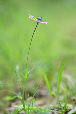 BUITEN BEELD Foto: 295254