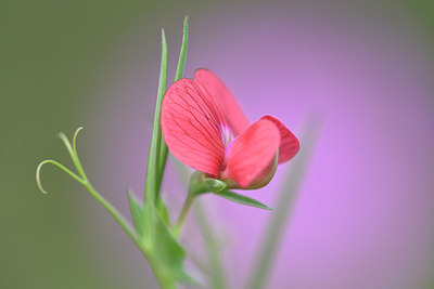 BUITEN BEELD Foto: 295257