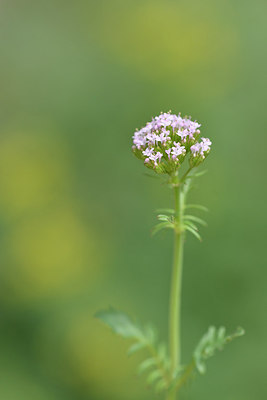 BUITEN BEELD Foto: 295261