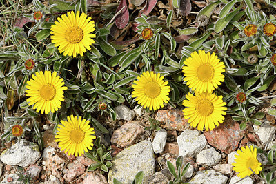 BUITEN BEELD Foto: 295269
