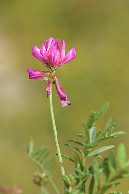 BUITEN BEELD Foto: 295286
