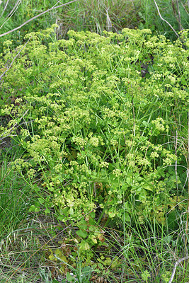 BUITEN BEELD Foto: 295287