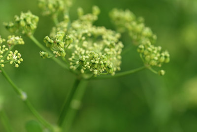 BUITEN BEELD Foto: 295288
