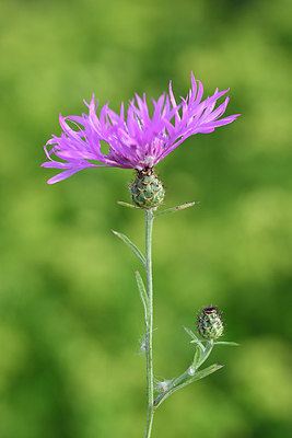 BUITEN BEELD Foto: 295290