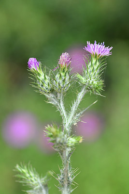 BUITEN BEELD Foto: 295321