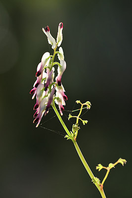 BUITEN BEELD Foto: 295329