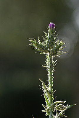 BUITEN BEELD Foto: 295331