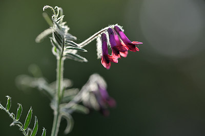 BUITEN BEELD Foto: 295333