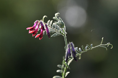 BUITEN BEELD Foto: 295334
