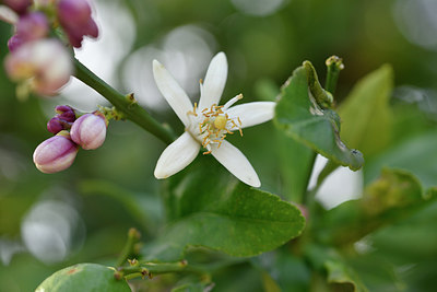 BUITEN BEELD Foto: 295342