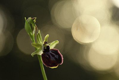BUITEN BEELD Foto: 295352