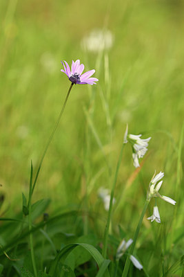 BUITEN BEELD Foto: 295360