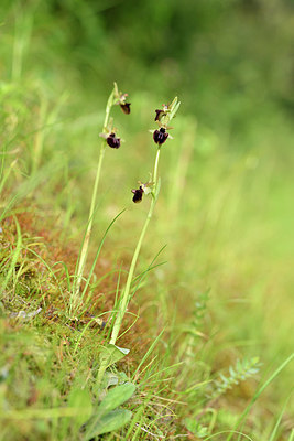 BUITEN BEELD Foto: 295366