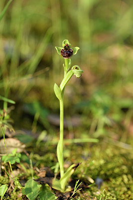 BUITEN BEELD Foto: 295372
