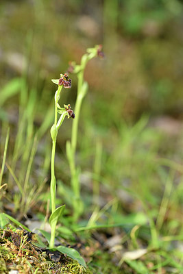 BUITEN BEELD Foto: 295375