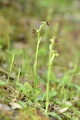 BUITEN BEELD Foto: 295377