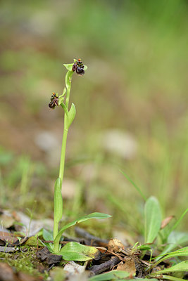 BUITEN BEELD Foto: 295379