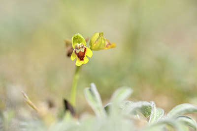 BUITEN BEELD Foto: 295396