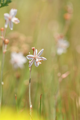 BUITEN BEELD Foto: 295423