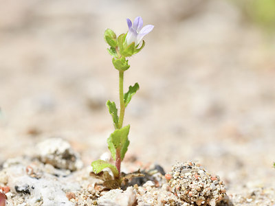 BUITEN BEELD Foto: 295444