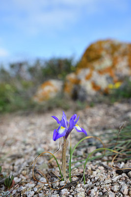 BUITEN BEELD Foto: 295450