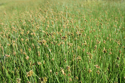 BUITEN BEELD Foto: 295455