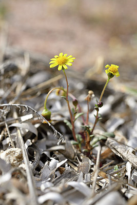 BUITEN BEELD Foto: 295486