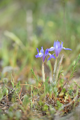 BUITEN BEELD Foto: 295488