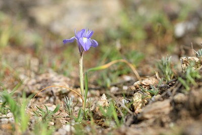 BUITEN BEELD Foto: 295490