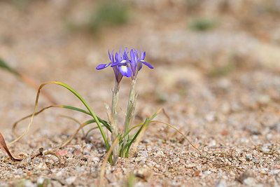 BUITEN BEELD Foto: 295492