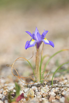 BUITEN BEELD Foto: 295496