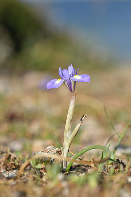 BUITEN BEELD Foto: 295502