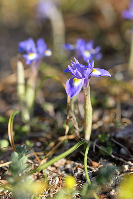 BUITEN BEELD Foto: 295505
